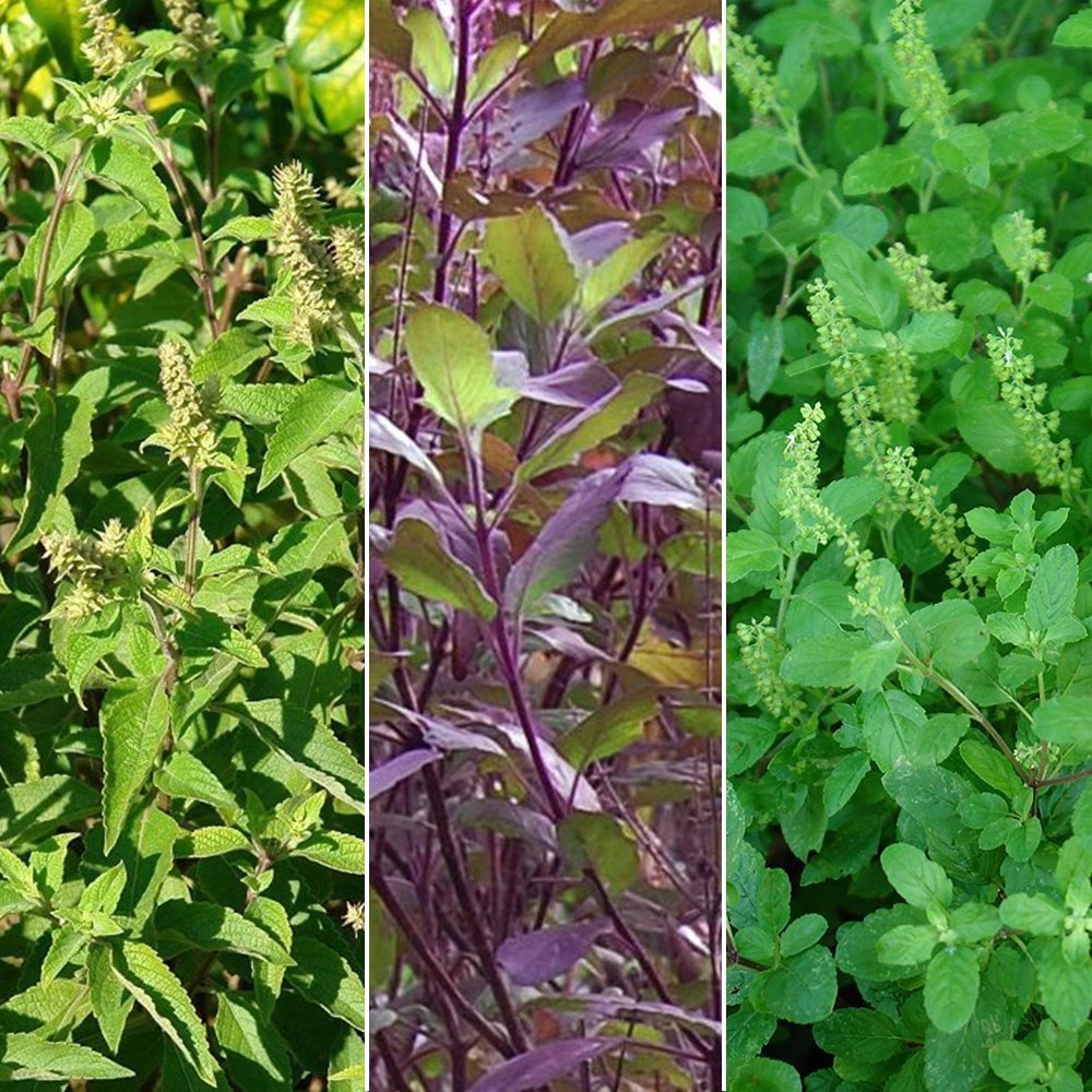 Holy Tulsi Basil Seed Collection 3 Pack Variety of Seeds for