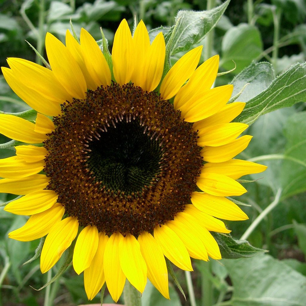 Hopi Black Dye Sunflower Seeds