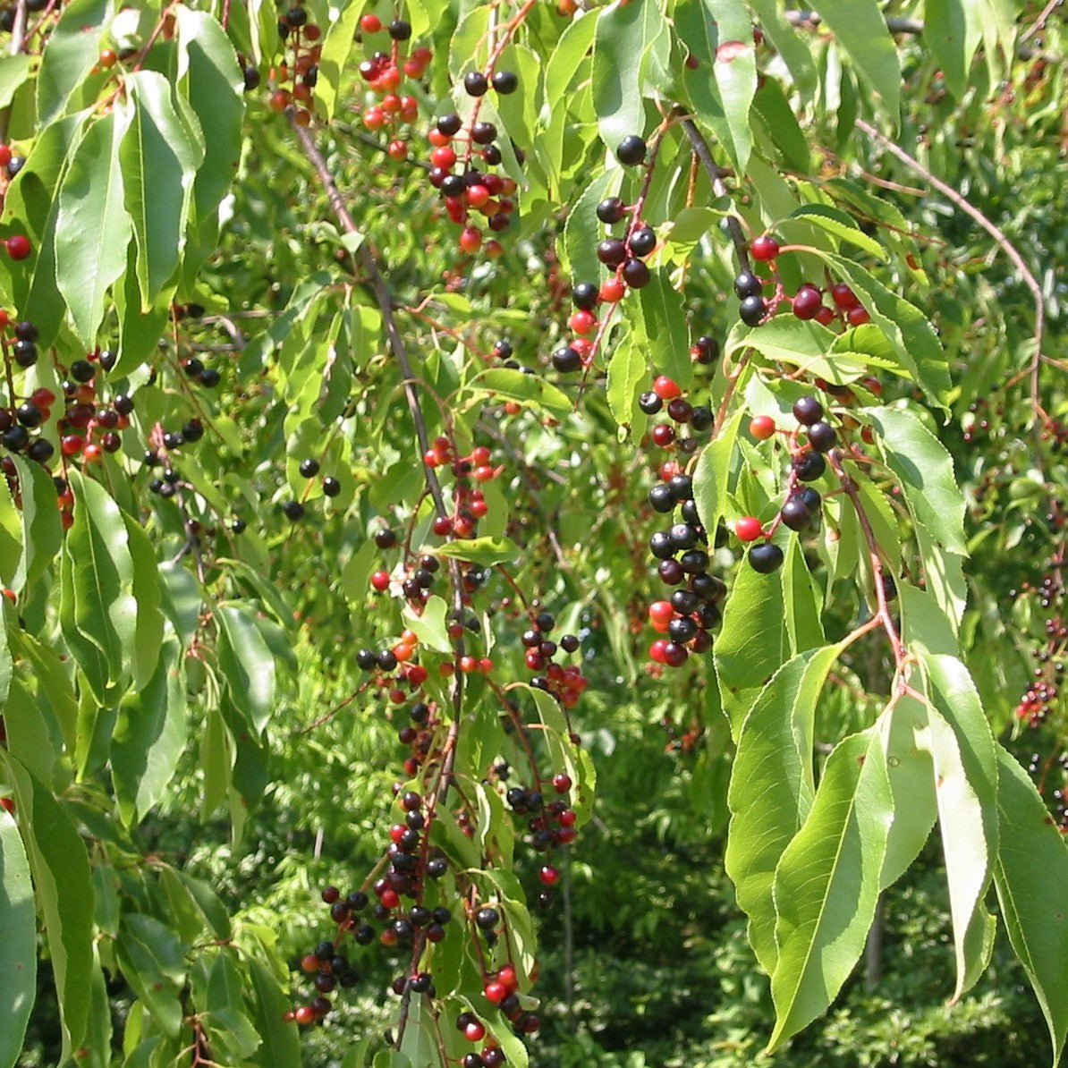 cherry tree seeds