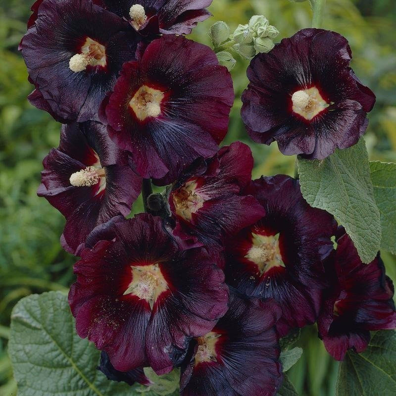 Alcea rosea 'Hollyhock