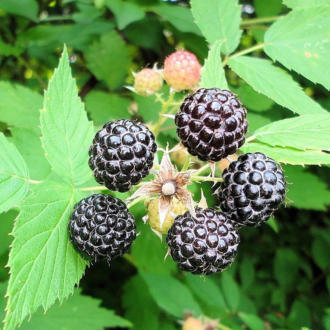 Fresh Frozen Organic Heirloom Raspberries