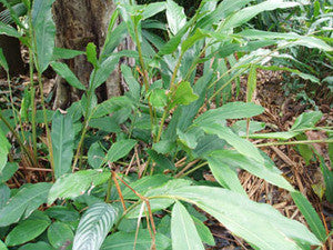 Cardamome (Elettaria cardamomum)