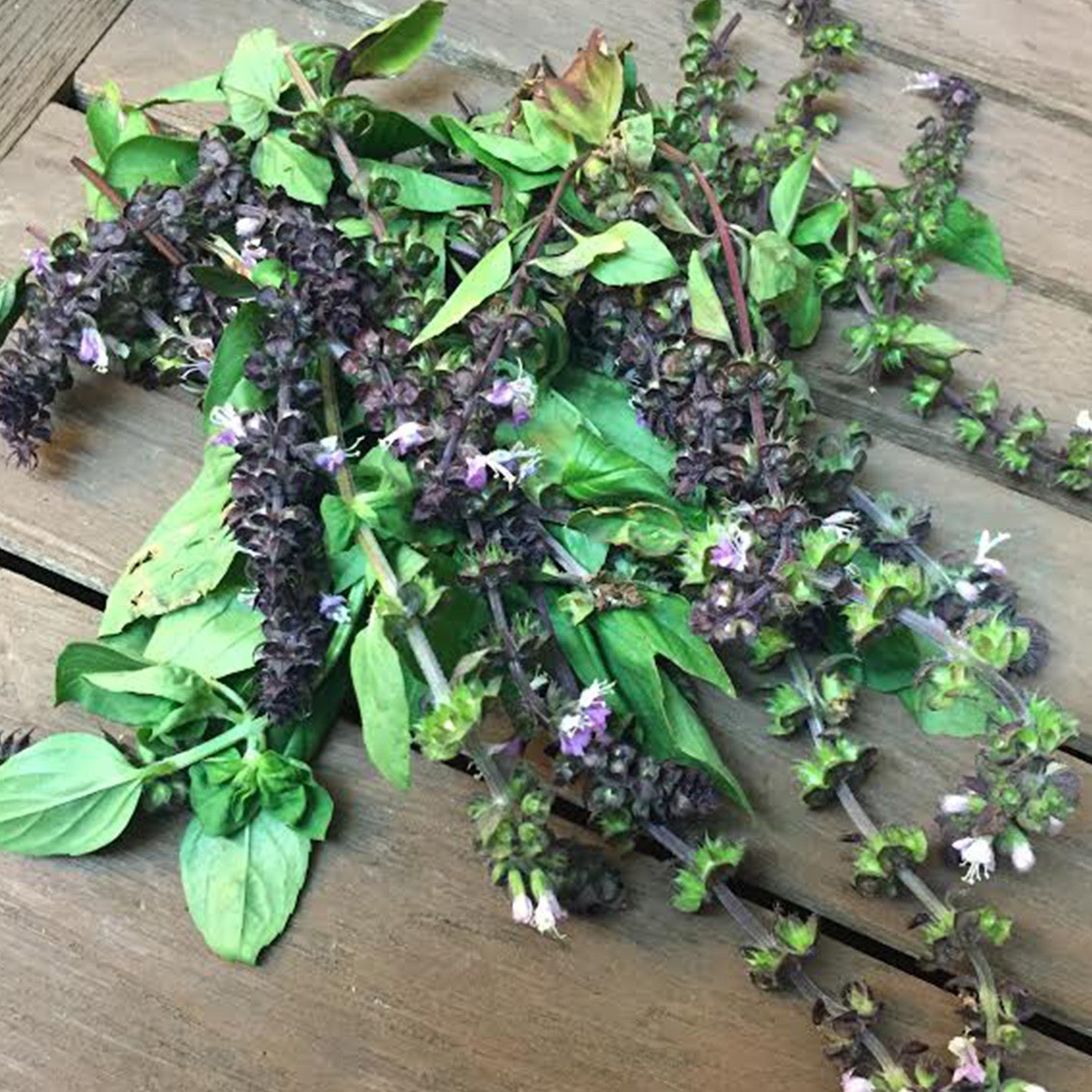 Cinnamon Basil Seeds Ocimum basilicum Frozen Seed Capsules