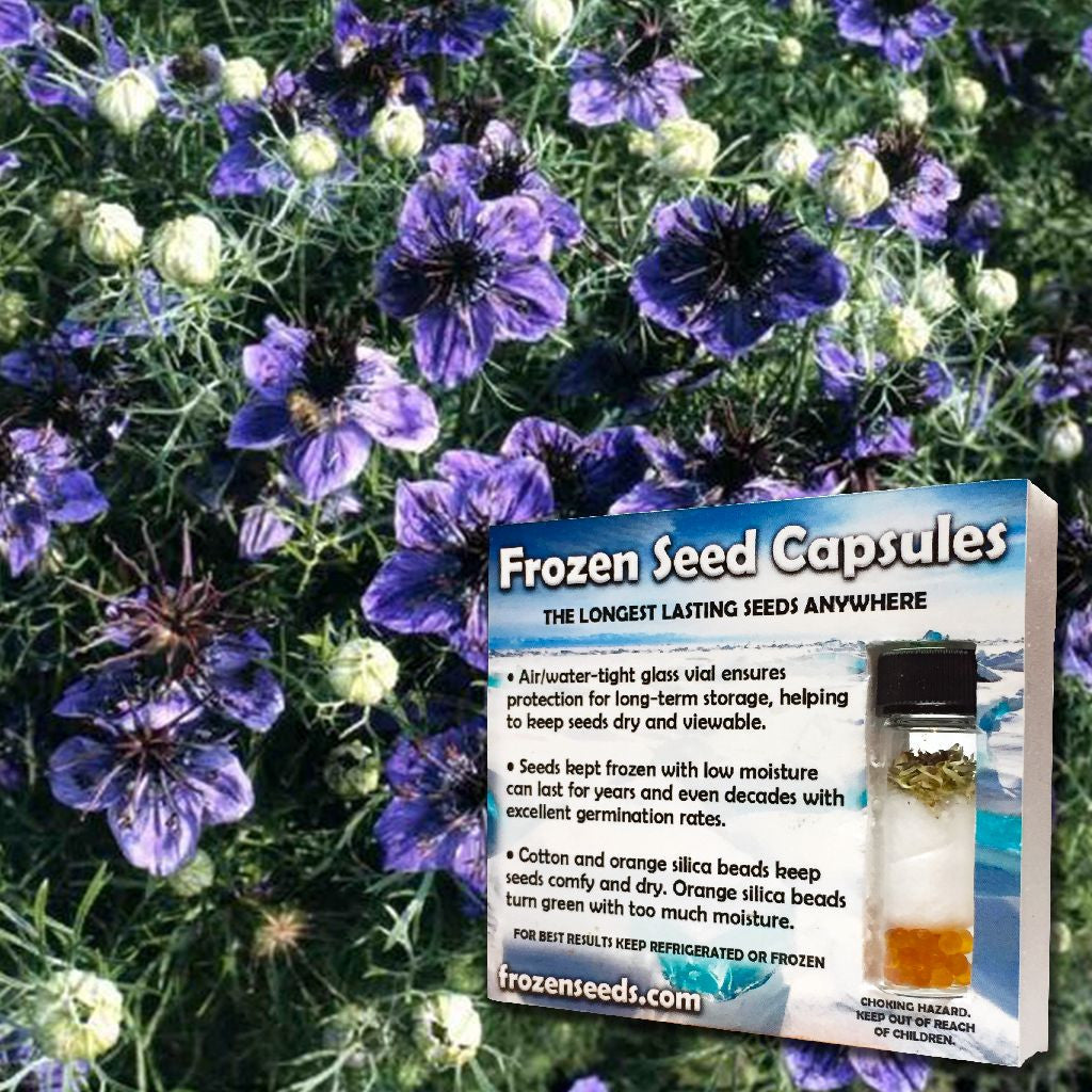 Spanish Nigella (Nigella hispanica &lsquo;Delft Blue&rsquo;) – Frozen Seed 