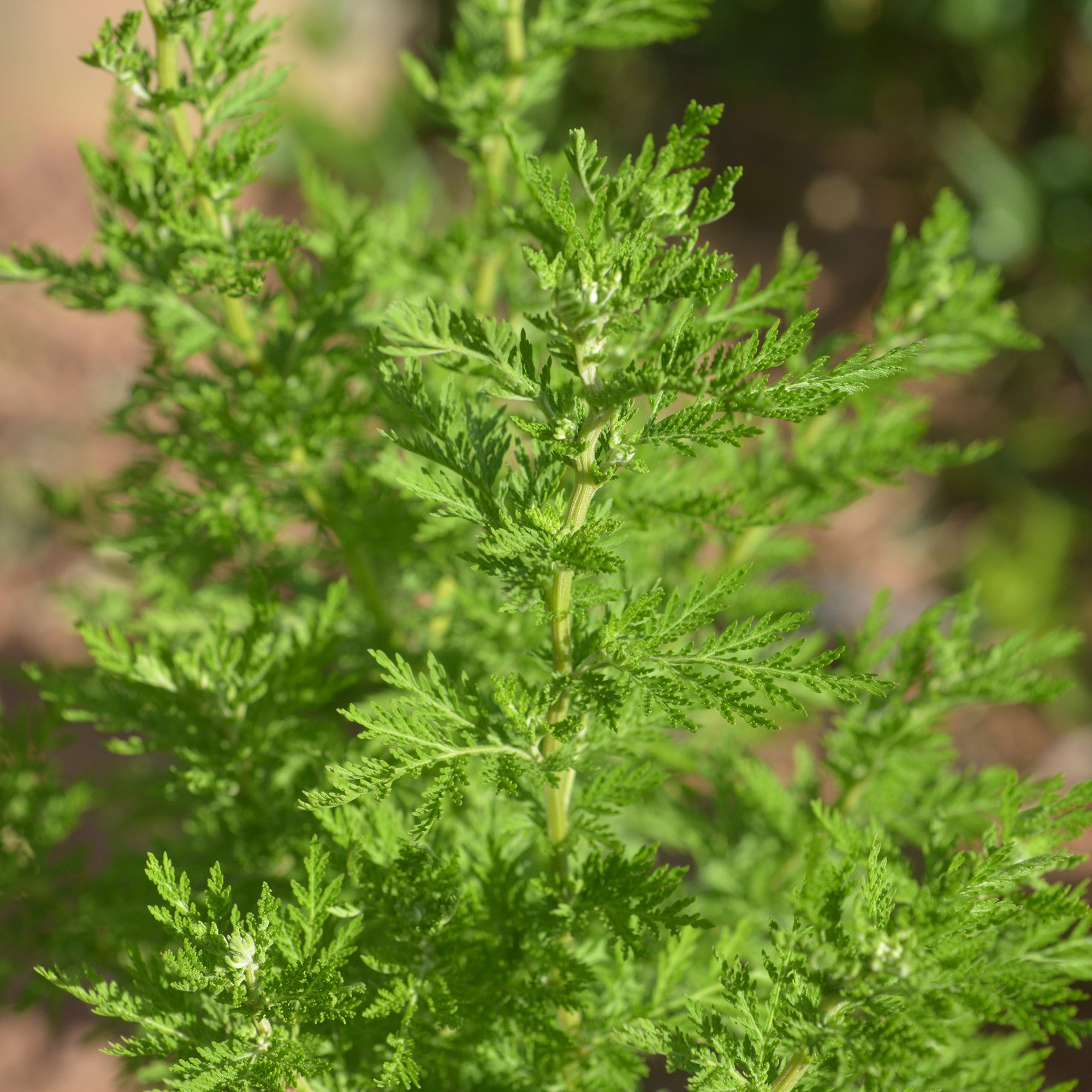 Chinese Wormwood Seeds (Artemisia annua) –