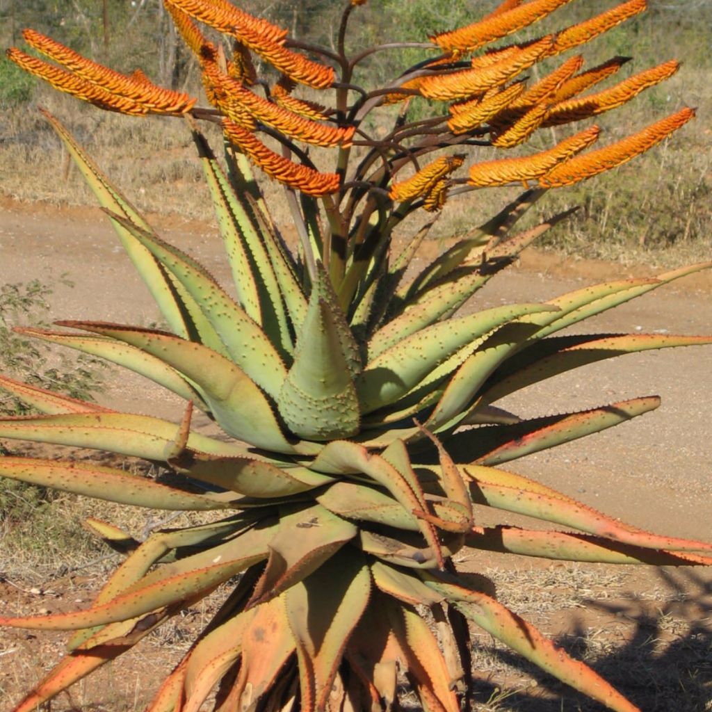 Mountain Aloe Seeds (Aloe marlothii)