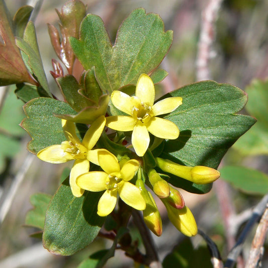 Golden Currant Seeds (Ribes aureum)