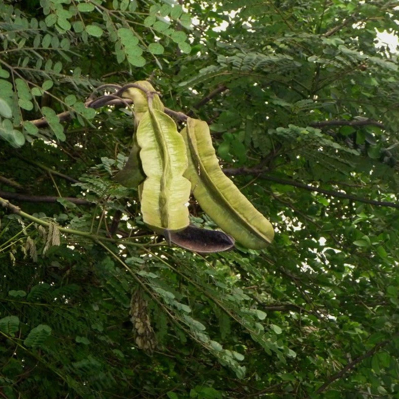 Aridan Seeds (Tetrapleura tetraptera)