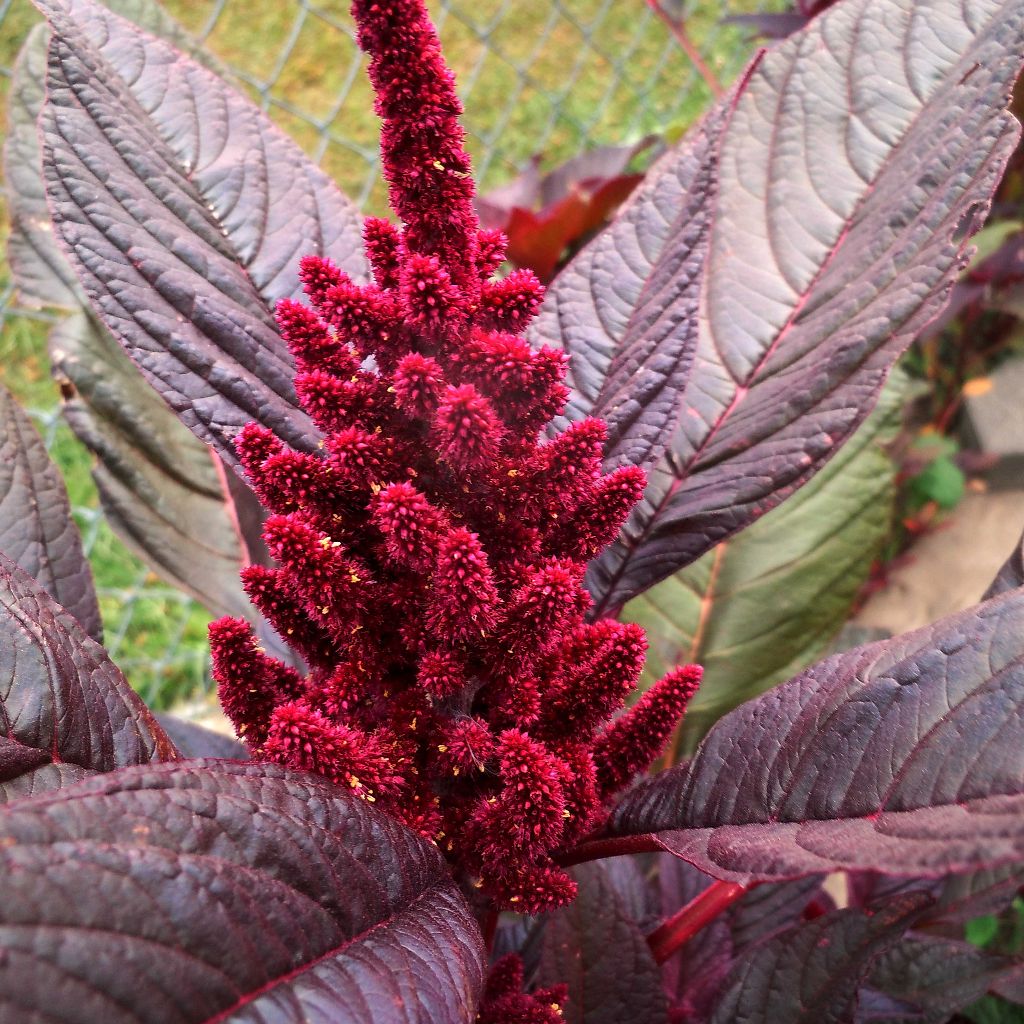 Hopi Red Dye Amaranth Seeds (Amaranthus cruentus x A. powellii)