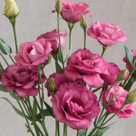 Arena III Red Pelleted Lisianthus Seeds (Eustoma grandiflorum)