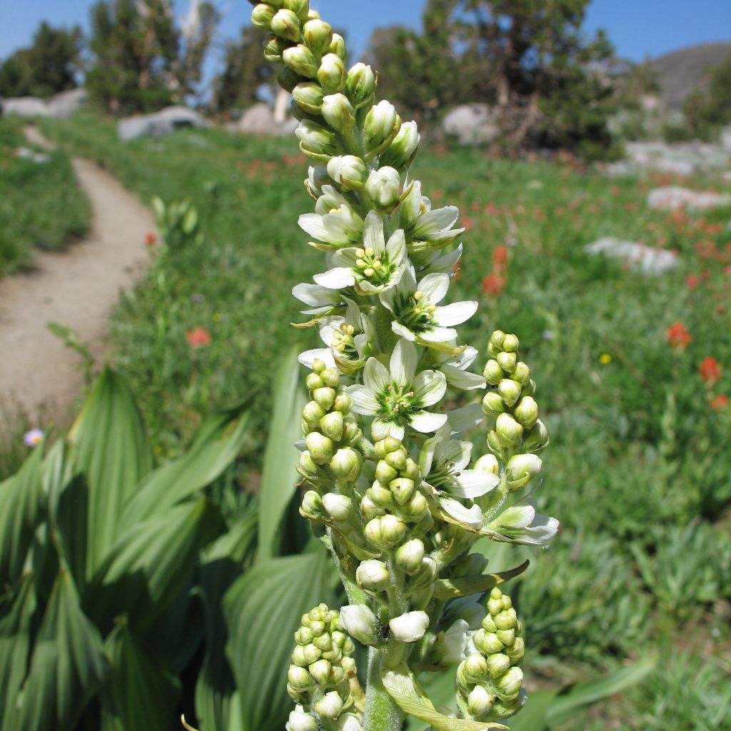 Corn Lily Seeds (Veratrum californicum)