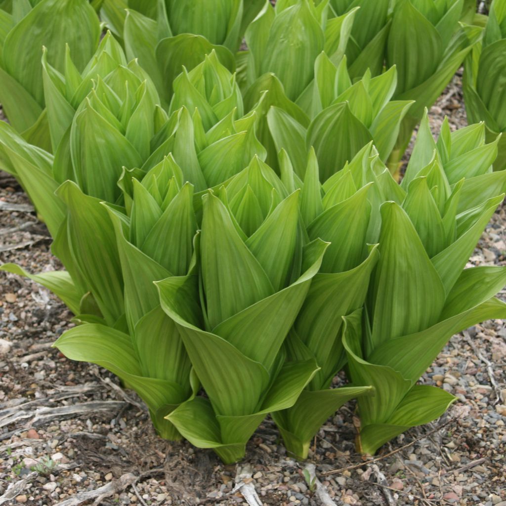 Corn Lily Seeds (Veratrum californicum)