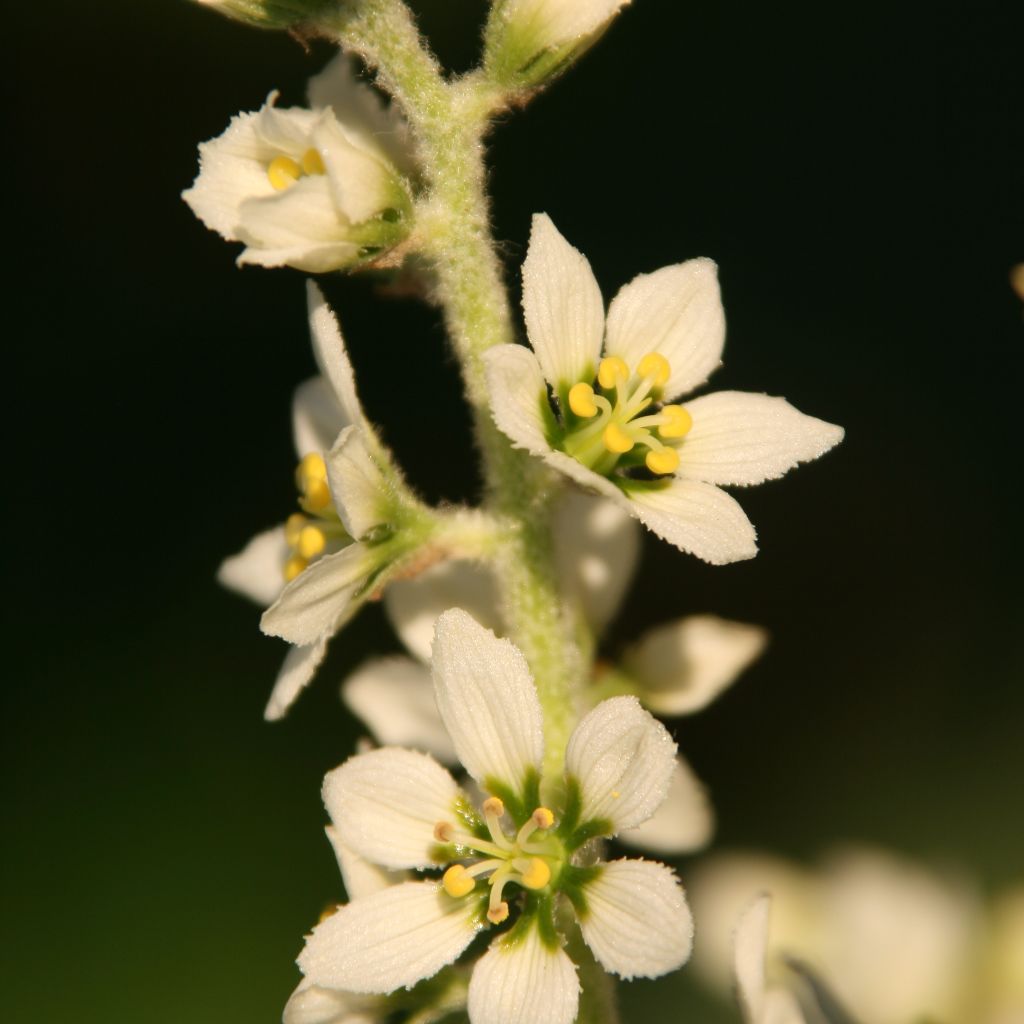 Corn Lily Seeds (Veratrum californicum)