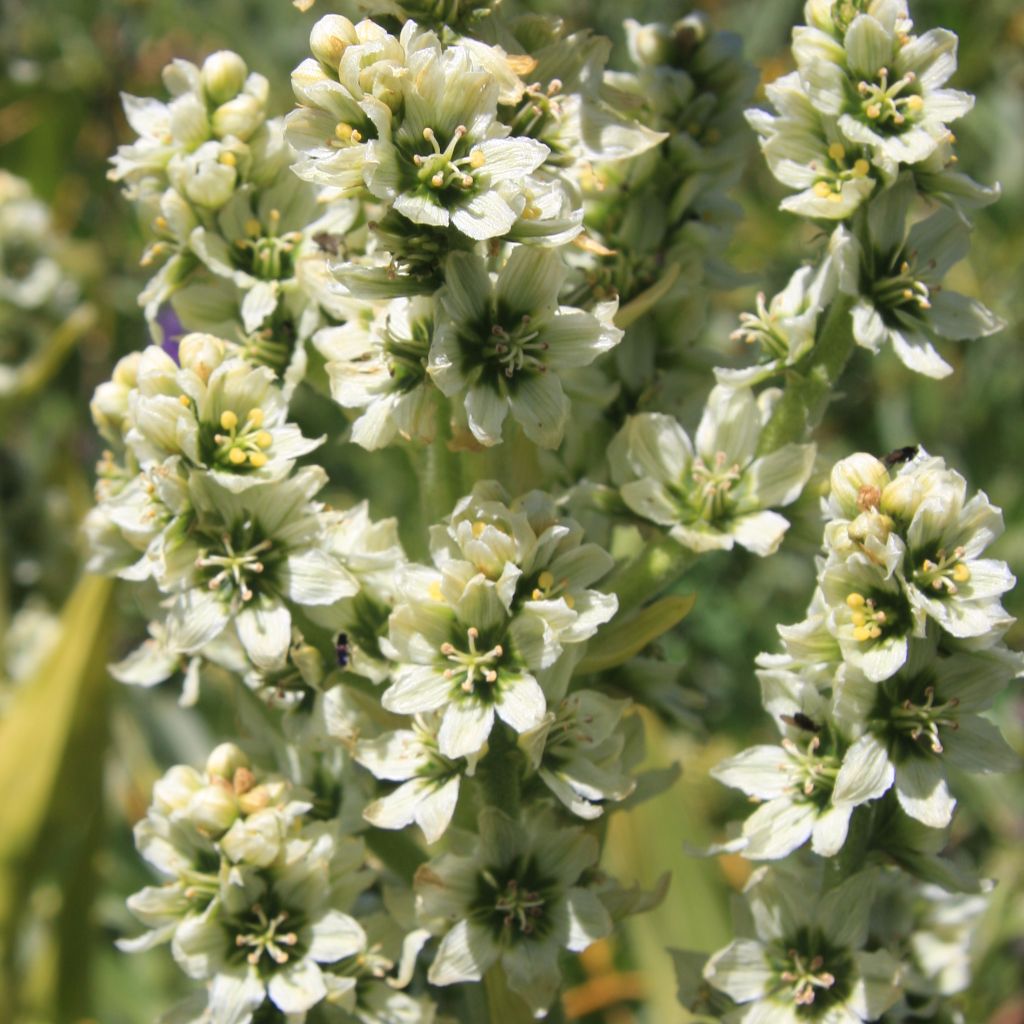 Corn Lily Seeds (Veratrum californicum)