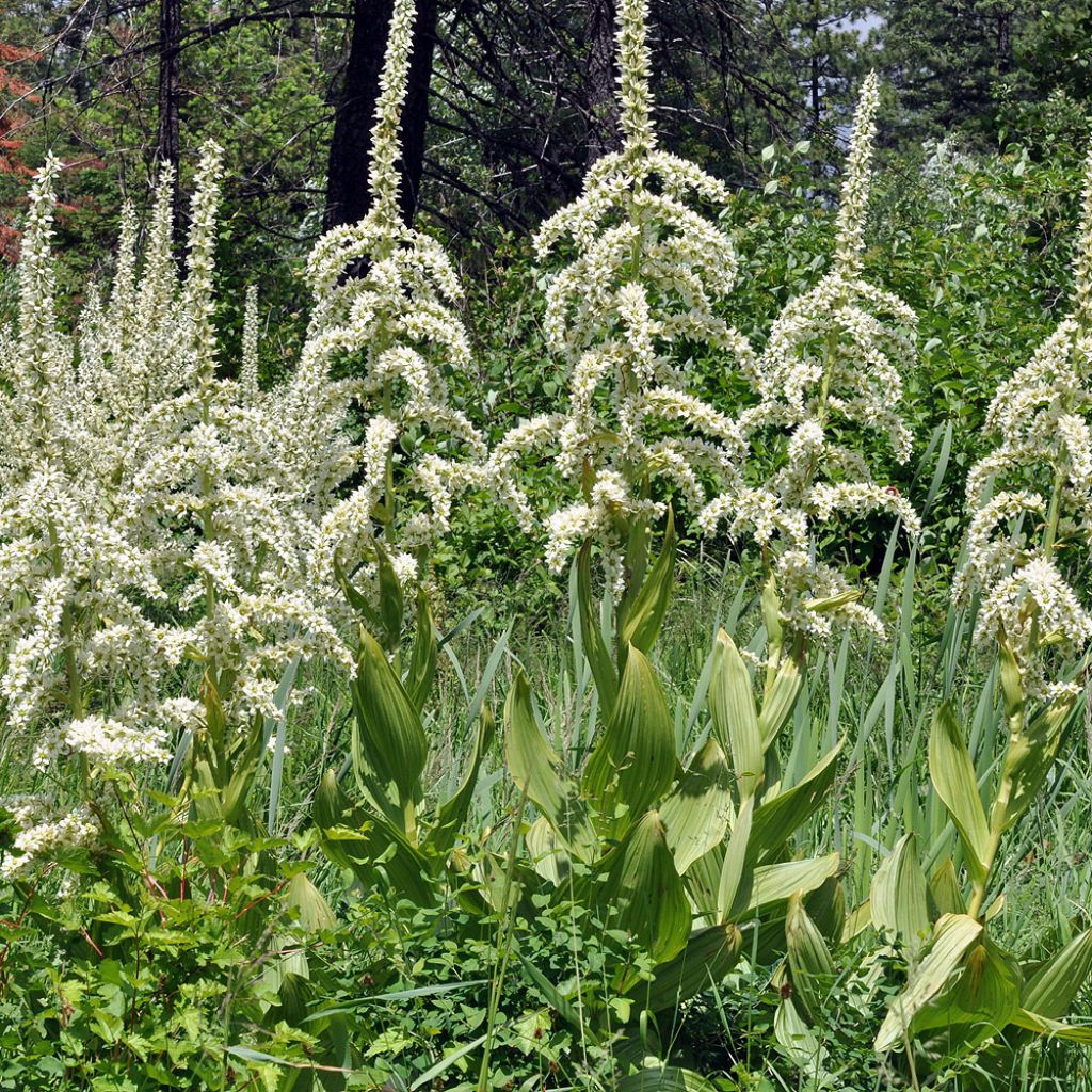 Corn Lily Seeds (Veratrum californicum)