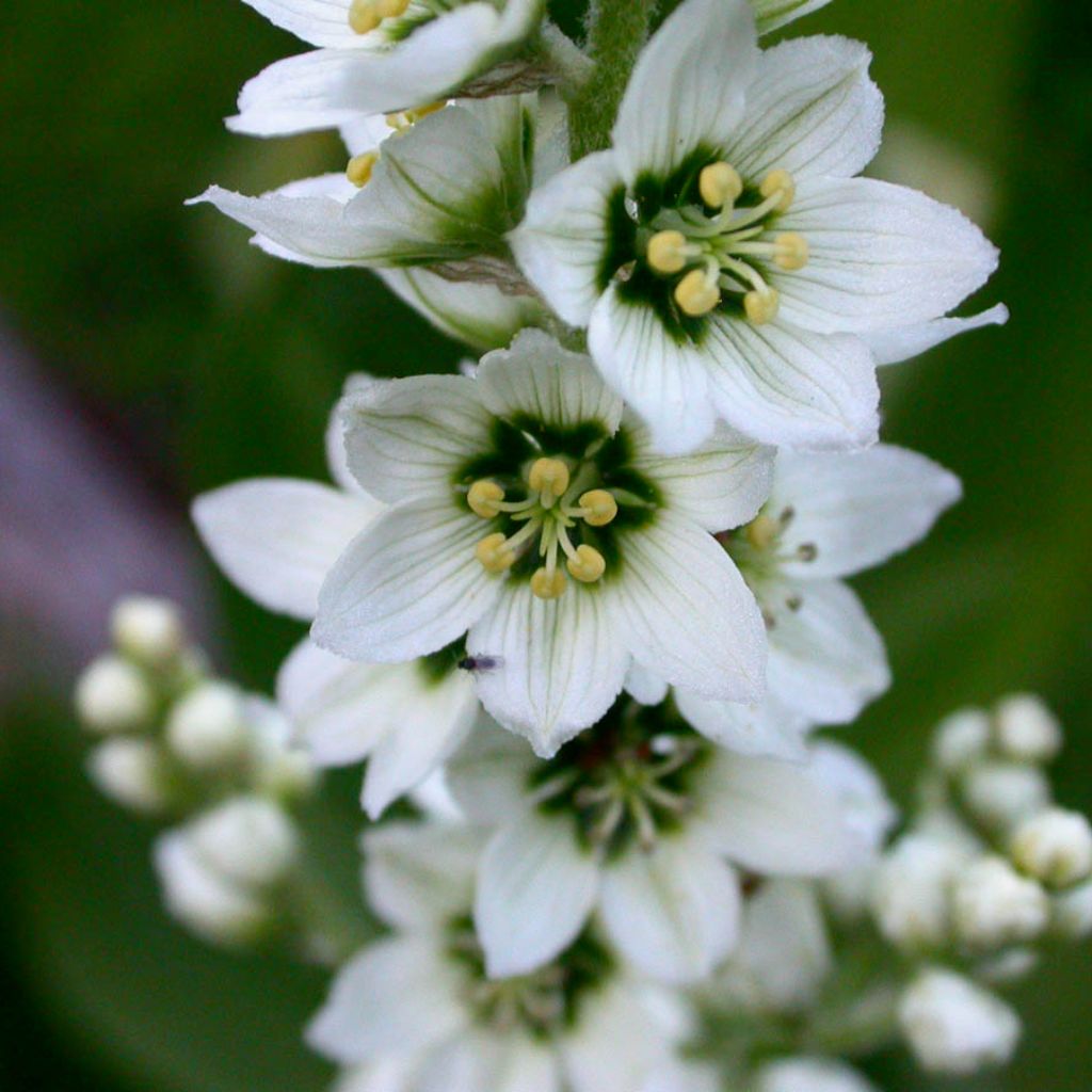 Corn Lily Seeds (Veratrum californicum)