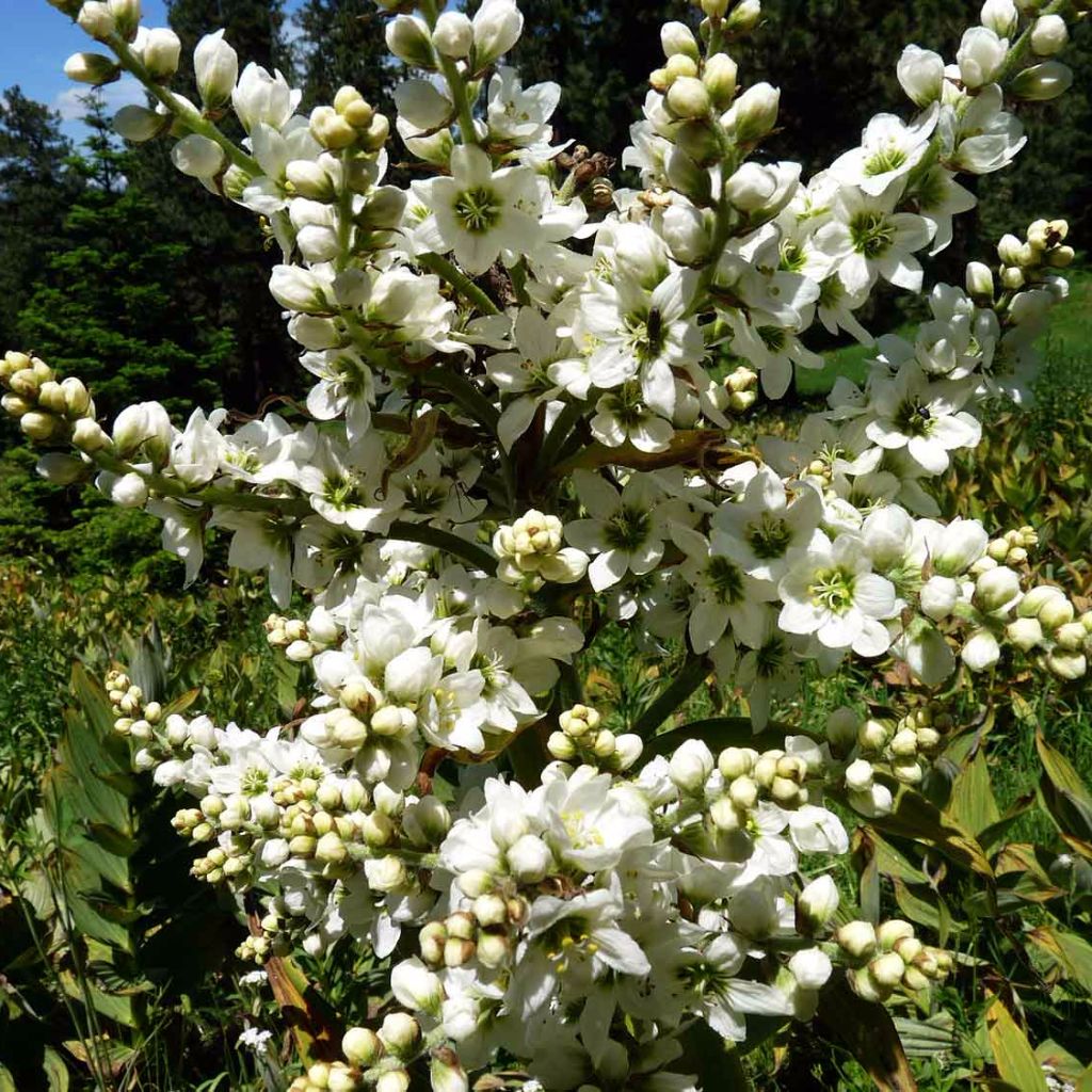 Corn Lily Seeds (Veratrum californicum)