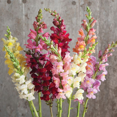 Rocket Mix Snapdragon Seeds (Antirrhinum majus)