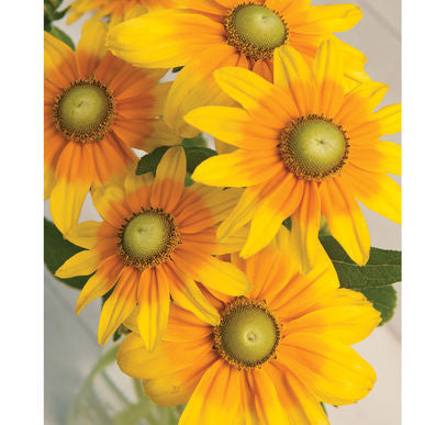 Prairie Sun Film-Coated Rudbeckia Seeds (Rudbeckia hirta)