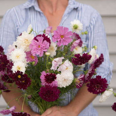 Double Click Mix Cosmos Seeds (Cosmos bipinnatus)