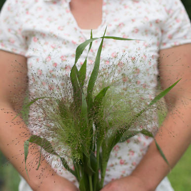 Frosted Explosion Ornamental Grass Seeds (Panicum elegans)