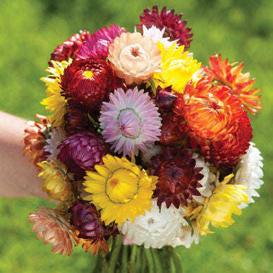 Sultane Mix Strawflower Seeds (Bracteantha bracteata)