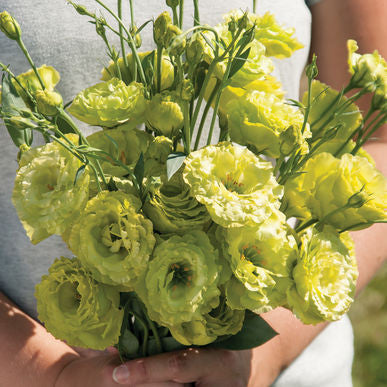 Rosanne Green Pelleted Lisianthus Seeds (Eustoma grandiflorum)