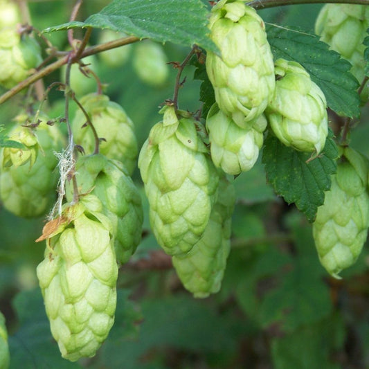 Hops Seeds (Humulus lupulus)