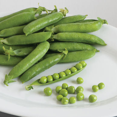 Sienna Pea Seeds (Pisum sativum)