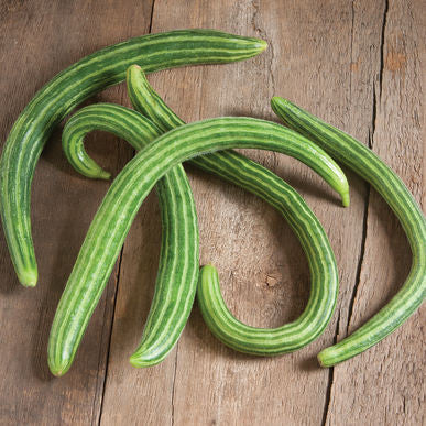 Striped Armenian Cucumber Seeds (Cucumis melo)