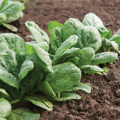 Gazelle Spinach Seeds (Spinacia oleracea)