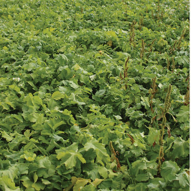 OilSeed Radish Cover Crop Seeds (Raphanus sativus)