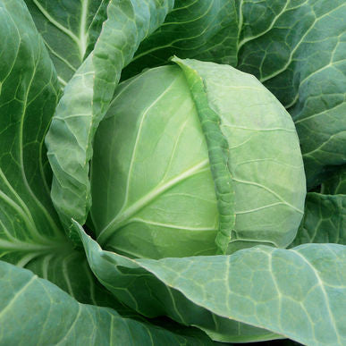 Tiara Cabbage Seeds (Brassica oleracea var. capitata)