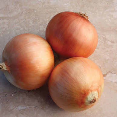 Great Western Onion Seeds (Allium cepa)