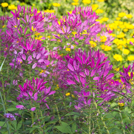 Spider Plant Seeds (Cleome hassleriana)