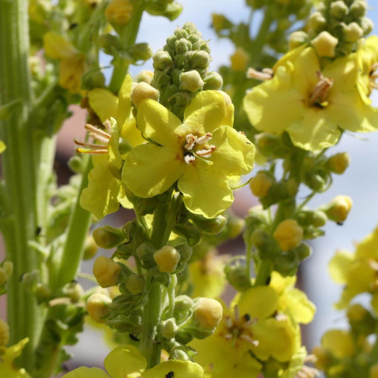 Greek Mullein Seeds (Verbascum olympicum)