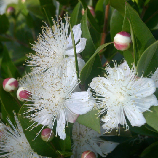 Greek Myrtle Seeds (Myrtus communis)