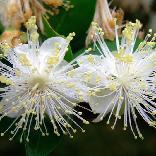 Greek Myrtle Seeds (Myrtus communis)