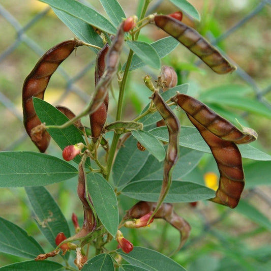 Pigeon Pea Seeds (Cajanus cajan)