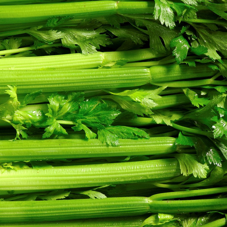 Tendercrisp Celery Seeds