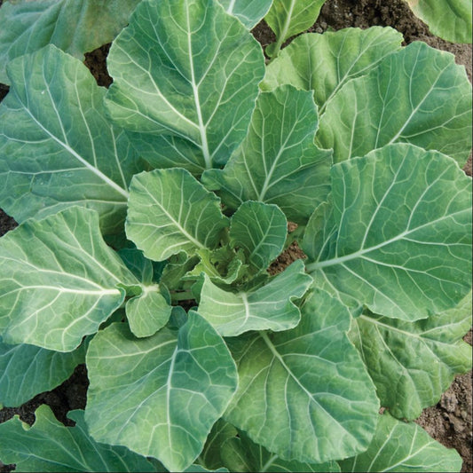 Champion Collard Greens Seeds (Brassica oleracea acephala)