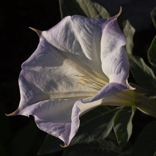 Toloache Seeds (Datura wrightii)