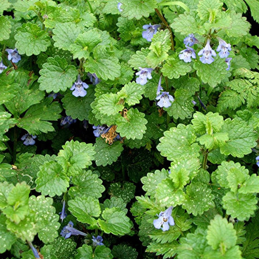 Ground Ivy Seeds (Glechoma hederacea)