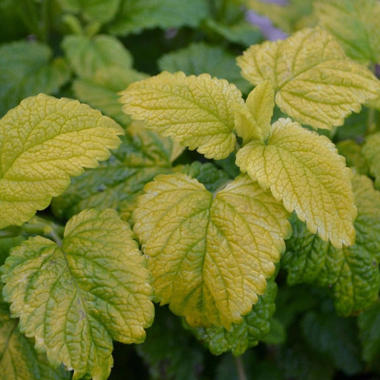 Gold Leaf Balm Seeds (Melissa officinalis)