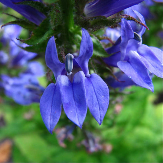 Great Lobelia Seeds (Lobelia syphilitica)