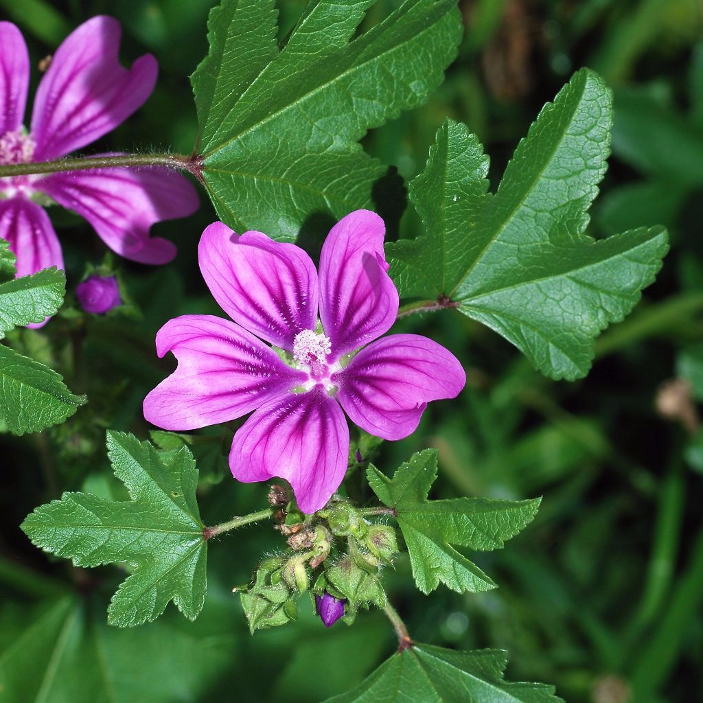 High Mallow Seeds (Malva sylvestris)