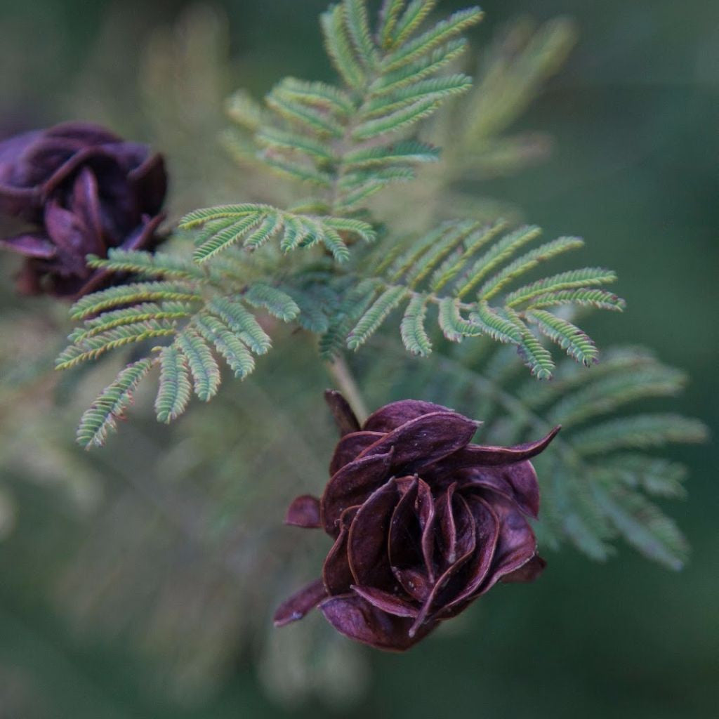 Illinois Bundleflower Seeds (Desmanthus illinoensis)