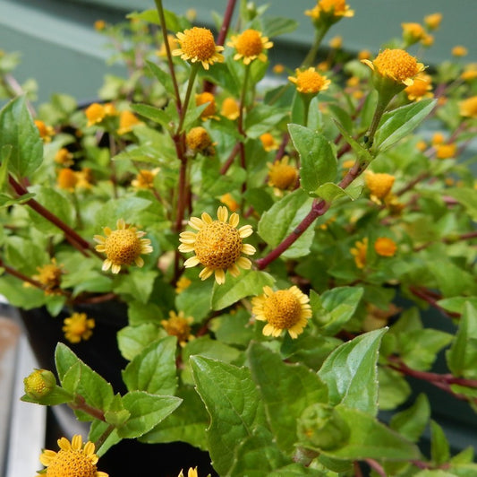 Kenyan Spilanthes Seeds (Acmella calirrhiza)