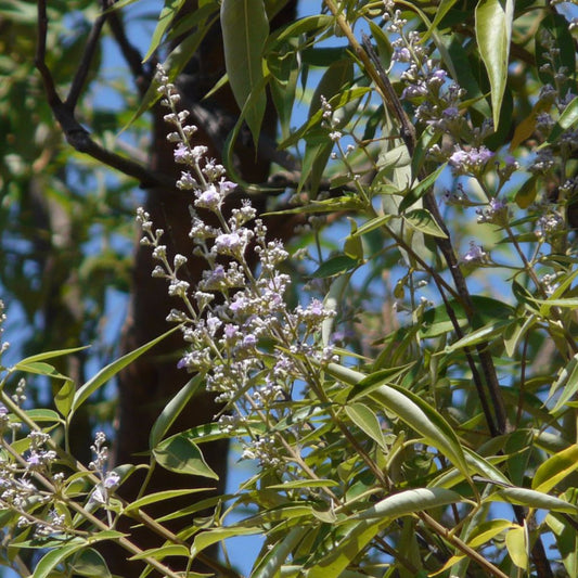 Lace-Leaved Vitex Seeds (Vitex negundo var. heterophylla)