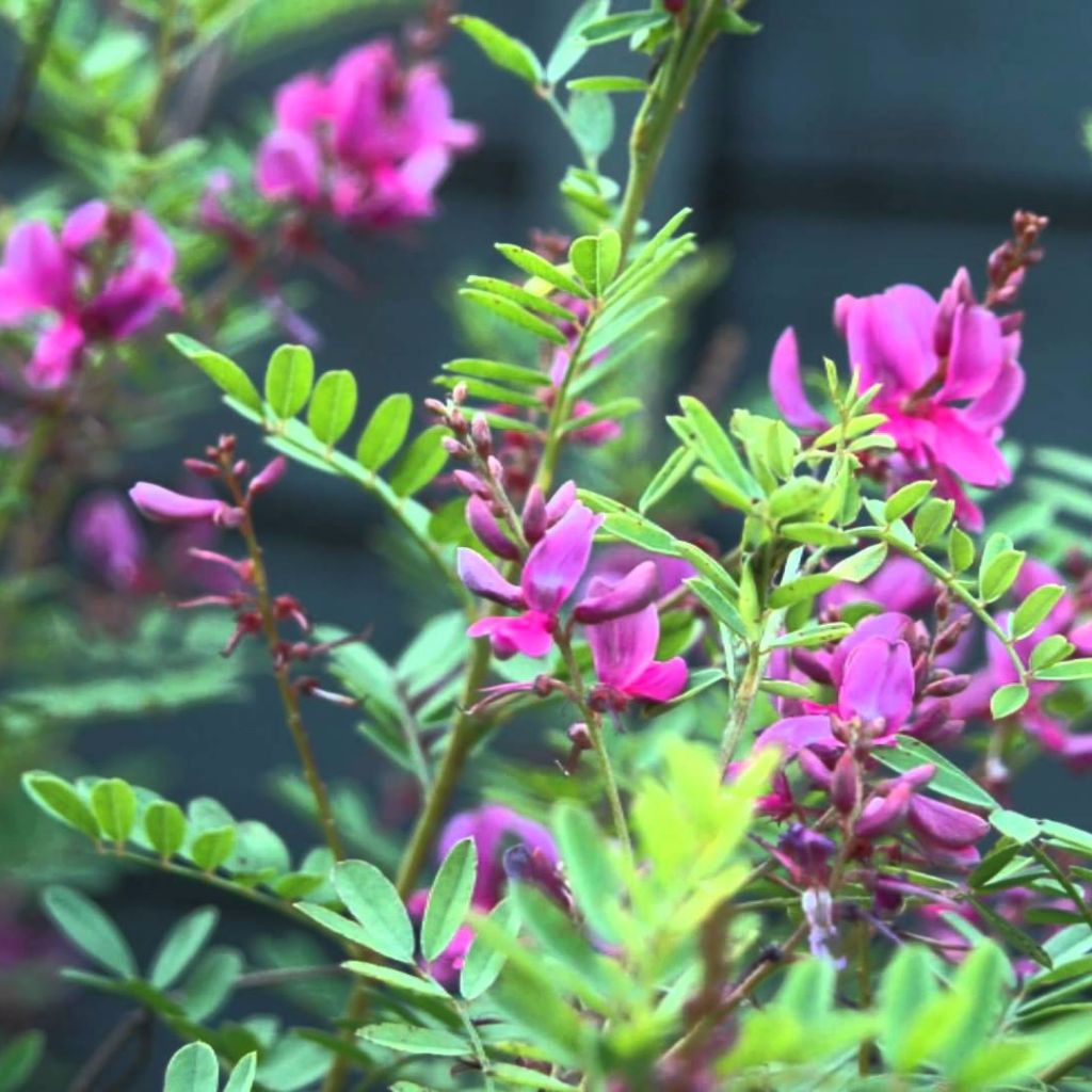 True Indigo Seeds (Indigofera tinctoria)